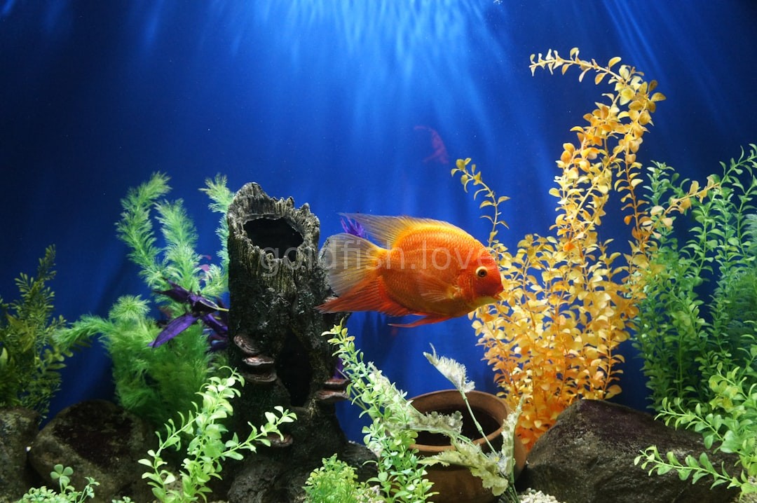 Aquatic Detail
