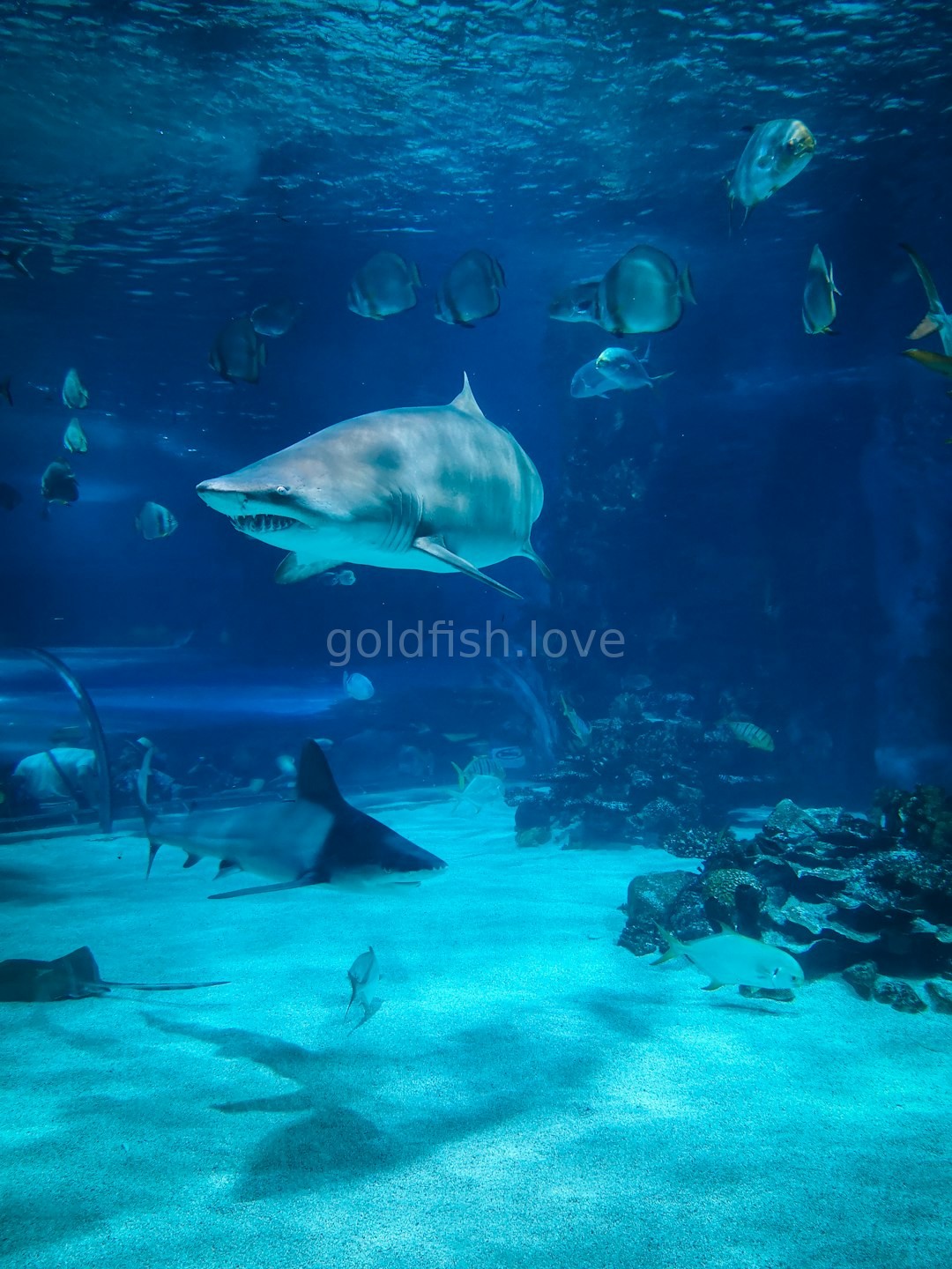 Luxury Aquarium